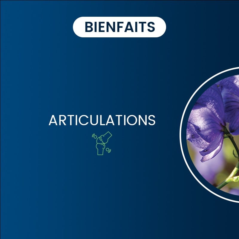 bienfaits de la scutellaria baicalensis