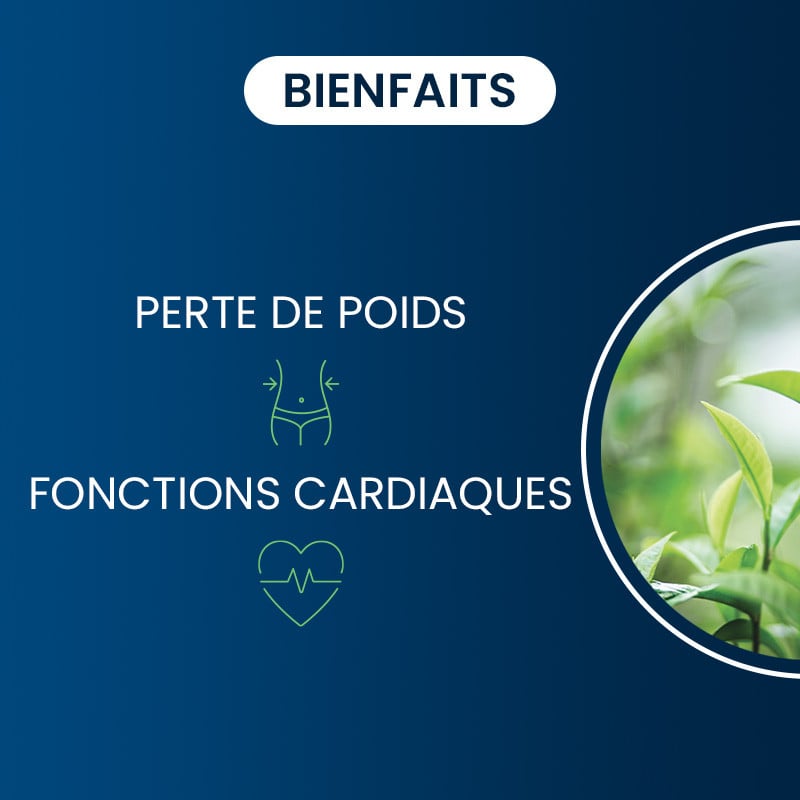 Bienfaits du thé vert bio