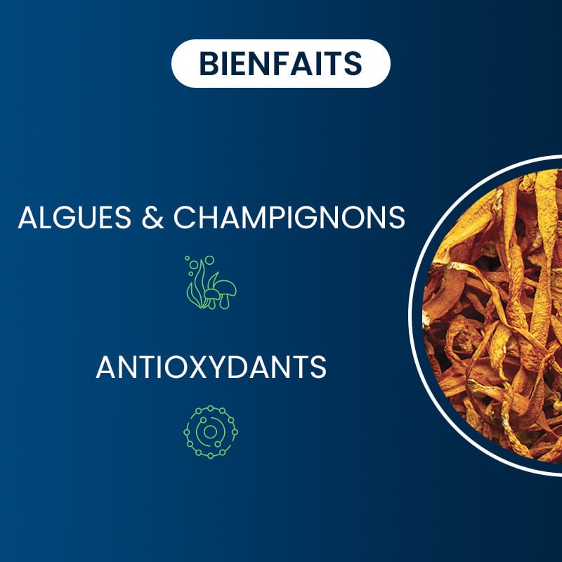 bienfaits du Cordyceps sinensis BIO