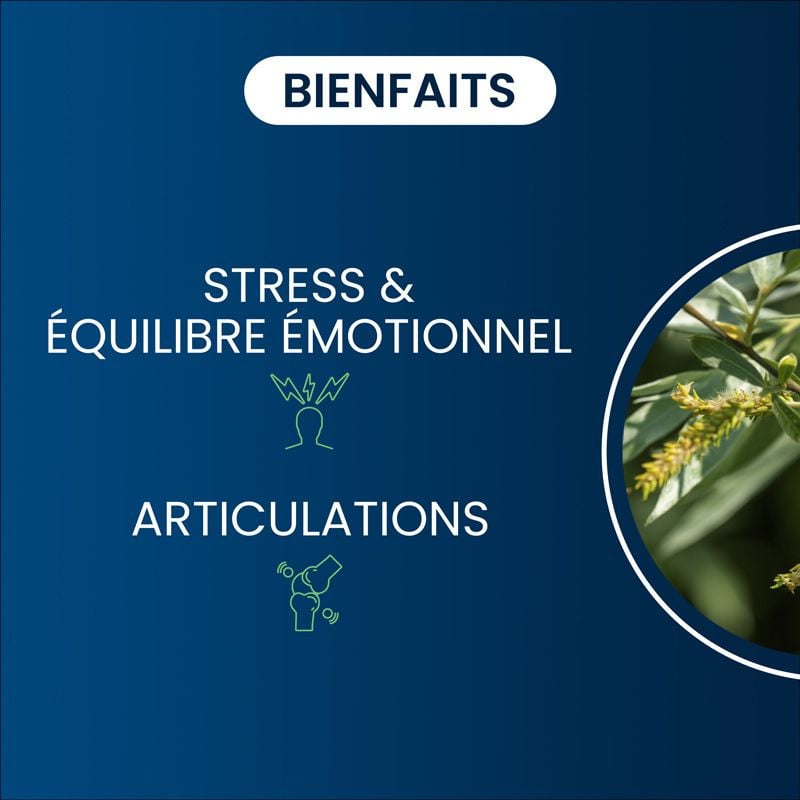 Bienfaits extrait d'écorce de Saule Blanc