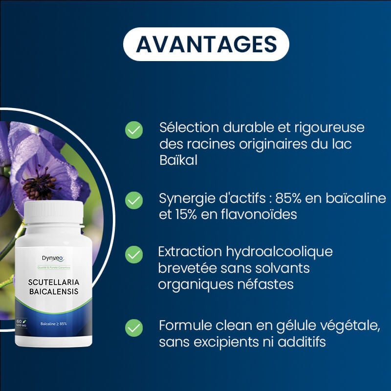 avantages de la scutellaria baicalensis