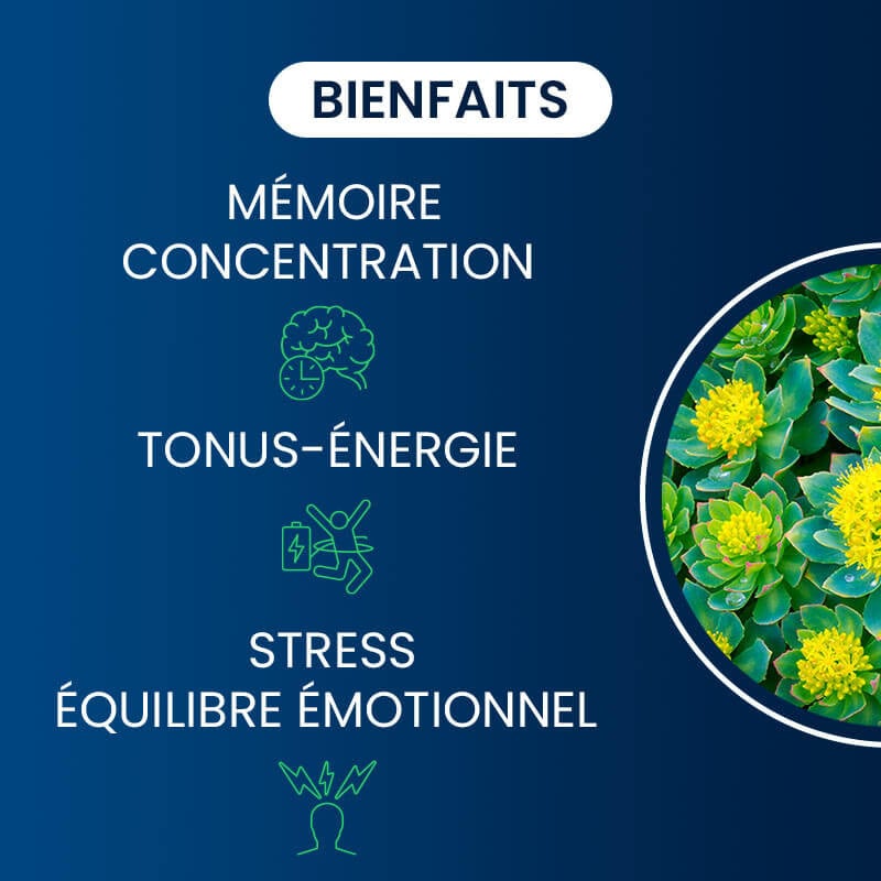 bienfaits de la rhodiola rosea