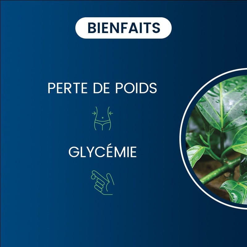 Bienfaits du Gymnema Sylvestris BIO