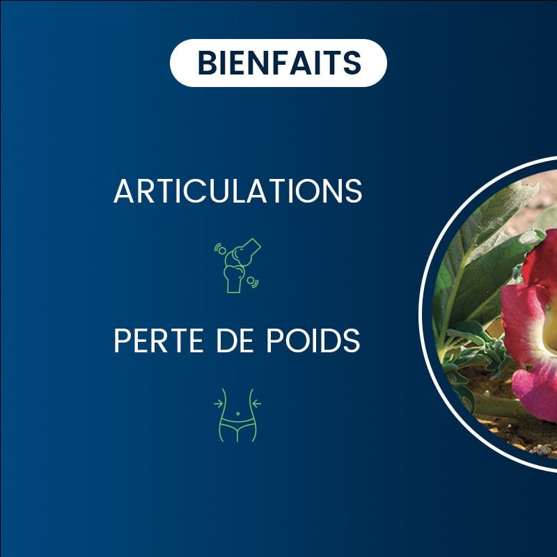 Bienfaits de l'Harpagophytum BIO concentré