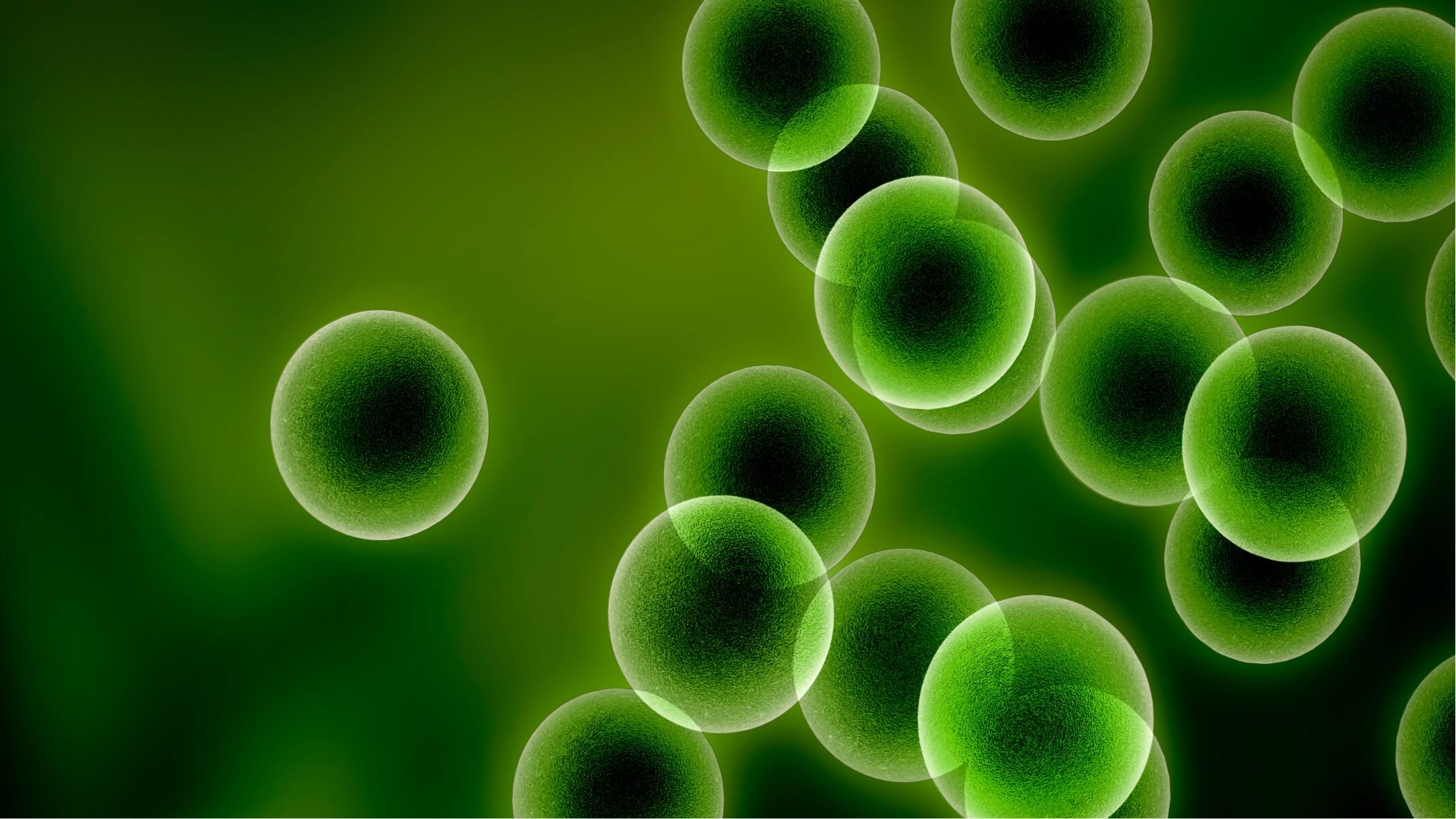 antioxydants pour la peau