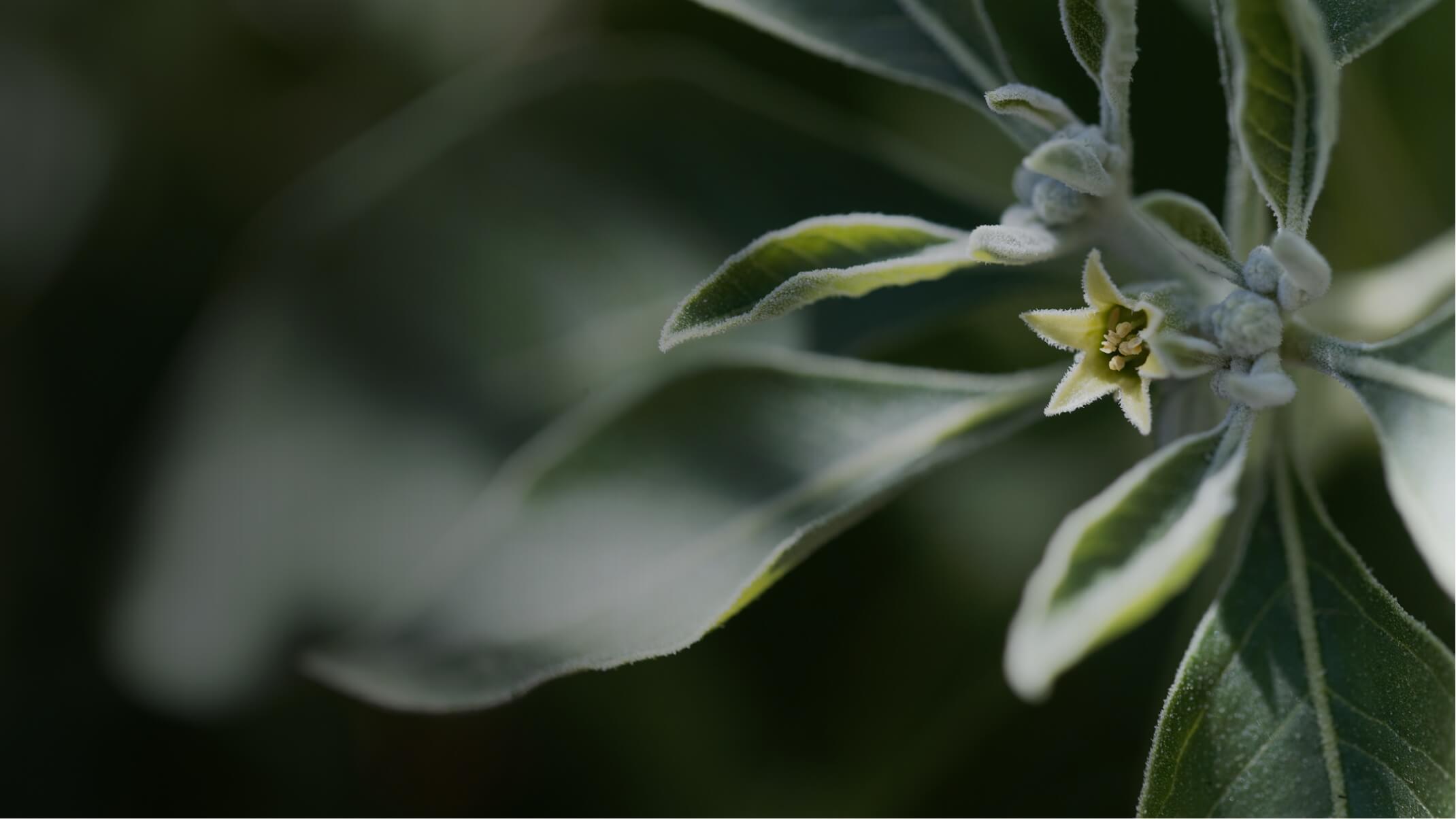 les bienfaits et dangers de lashwagandha