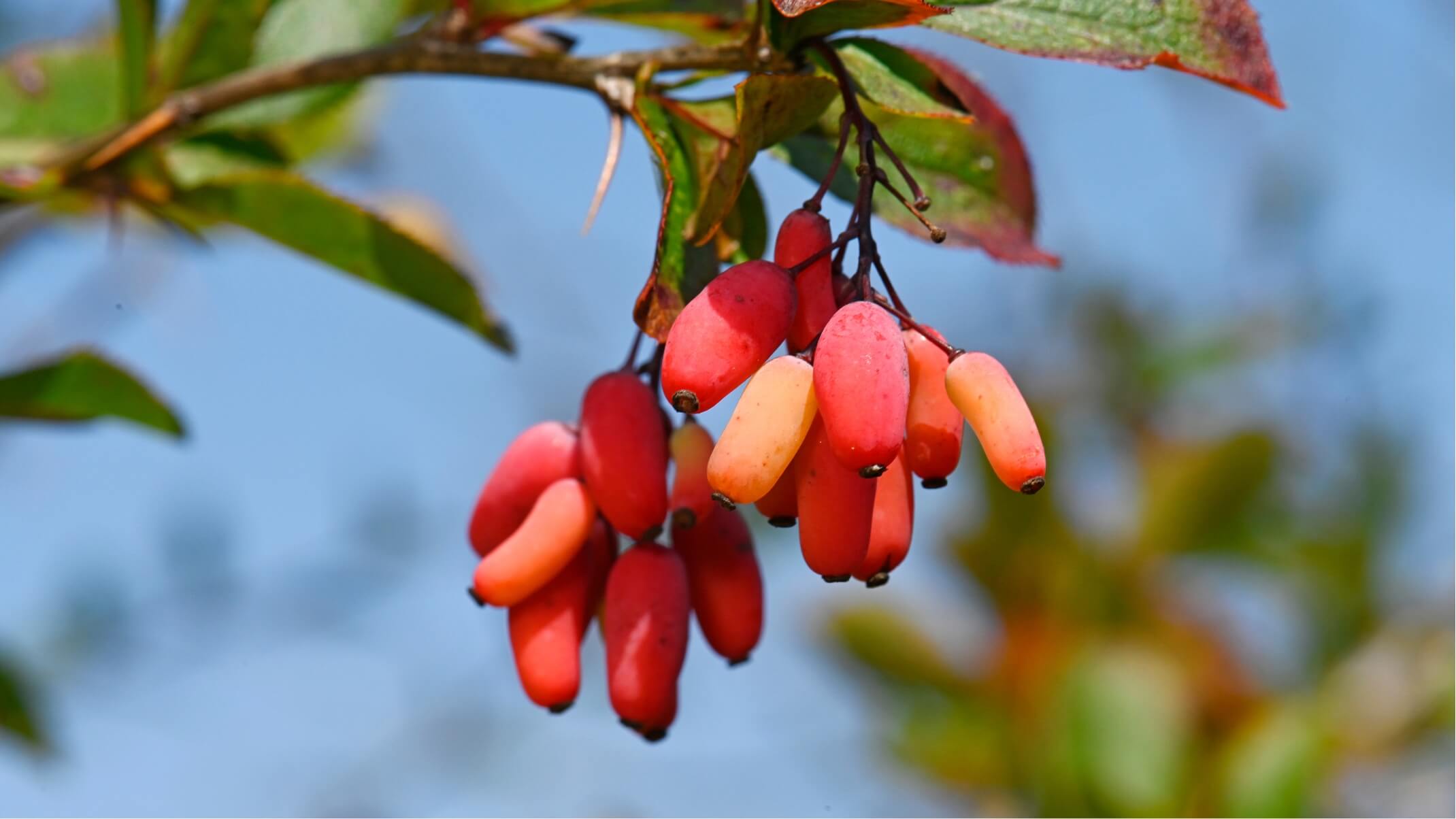 les bienfaits et effets secondaires de la berberine