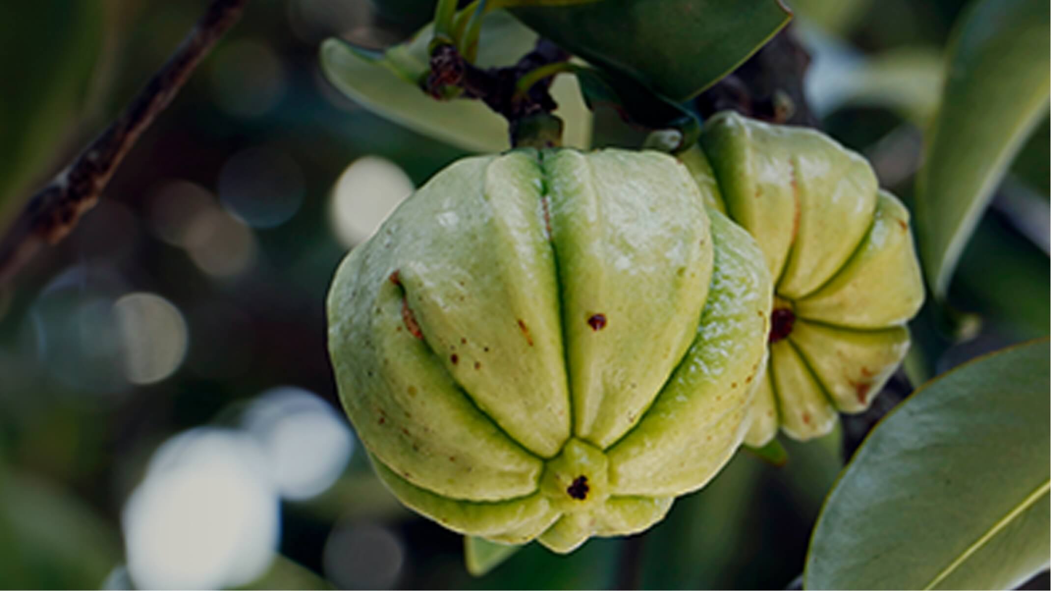 les bienfaits du garcinia