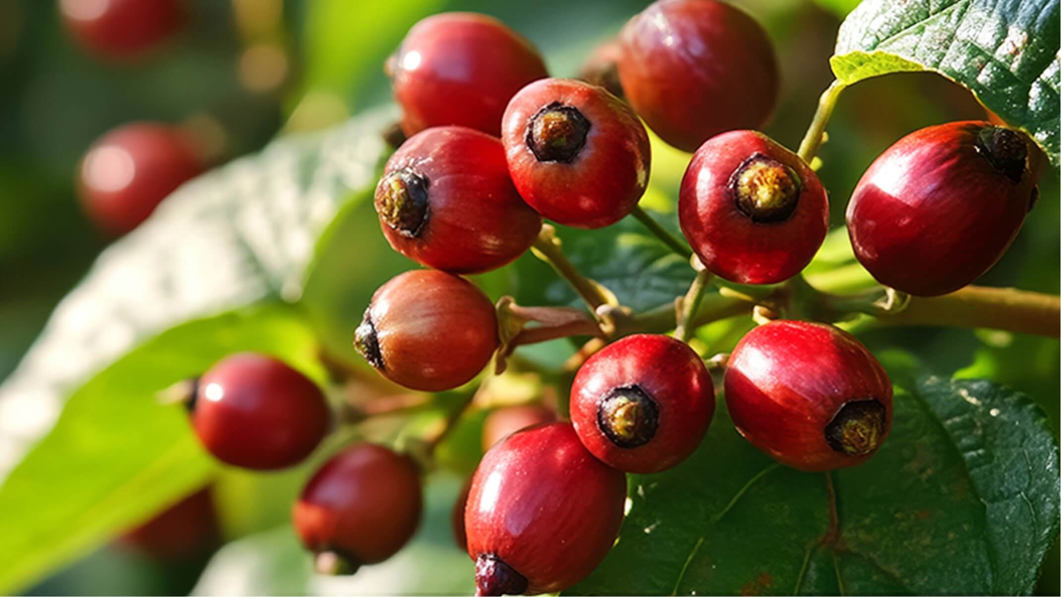 bienfaits du guarana