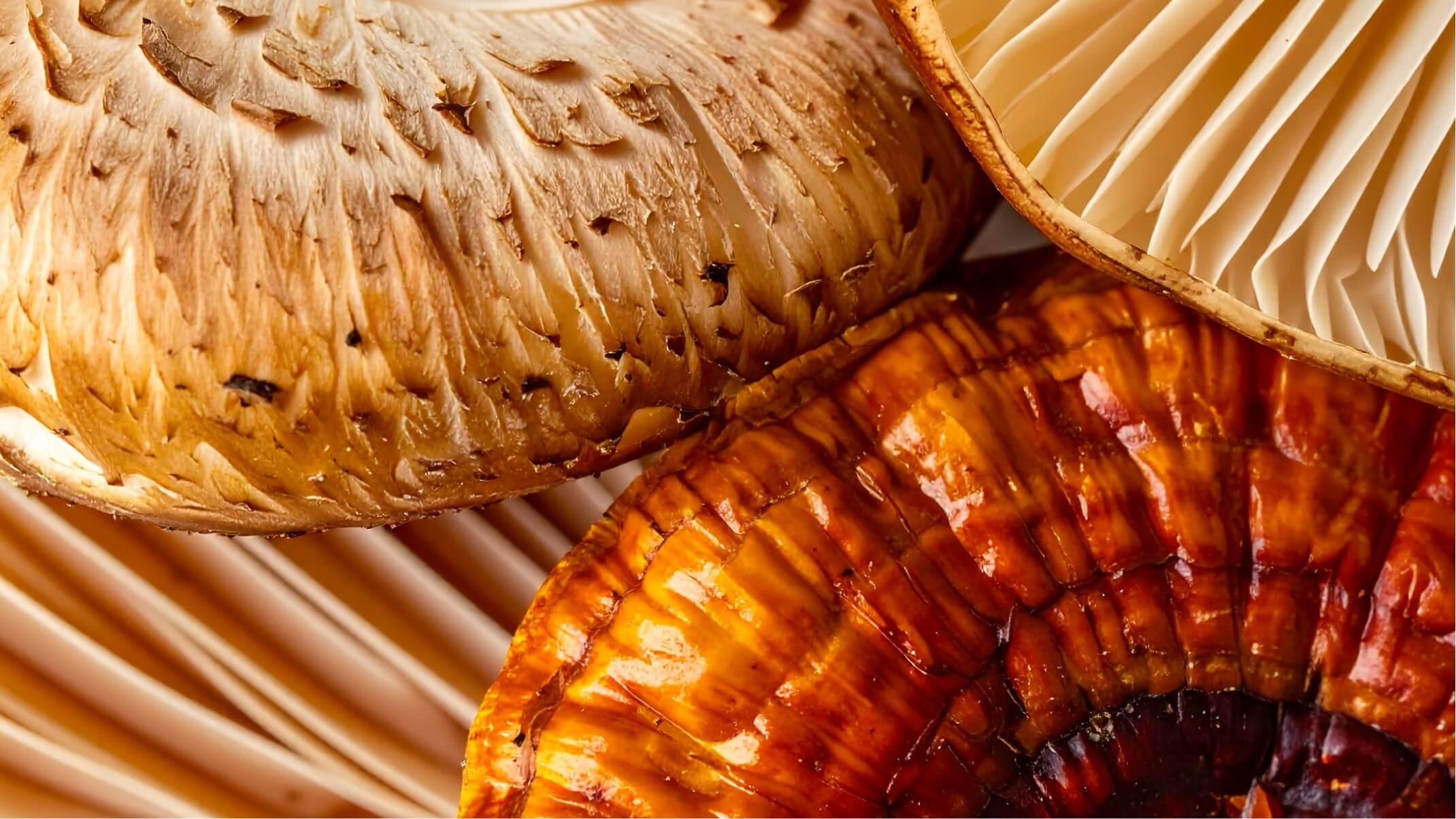 bienfaits du reishi shiitake et maitake