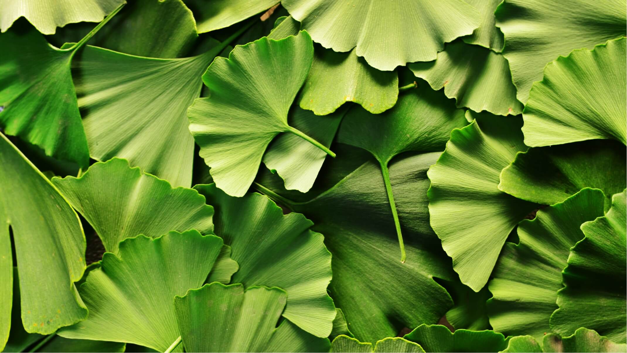 bienfaits du ginkgo biloba et ses dangers