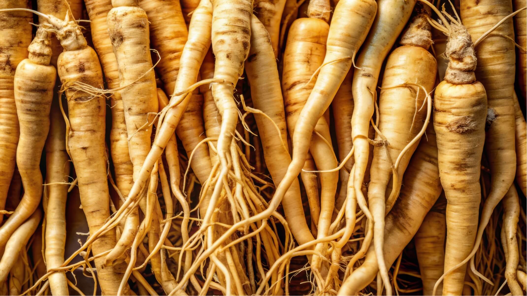 ginseng bienfaits et contre indications