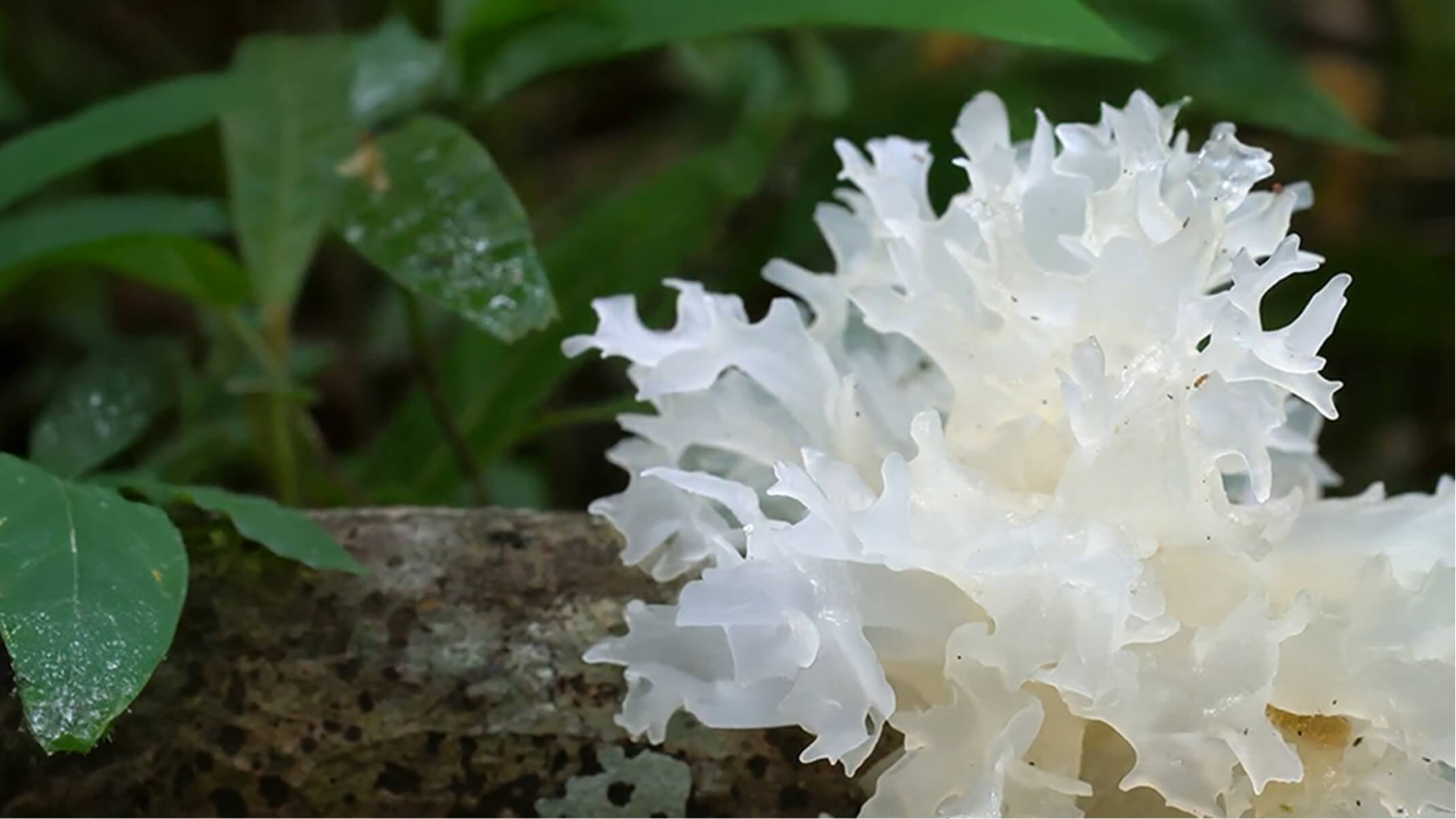 greeniuronic r le premier acide hyaluronique vegetal et bio