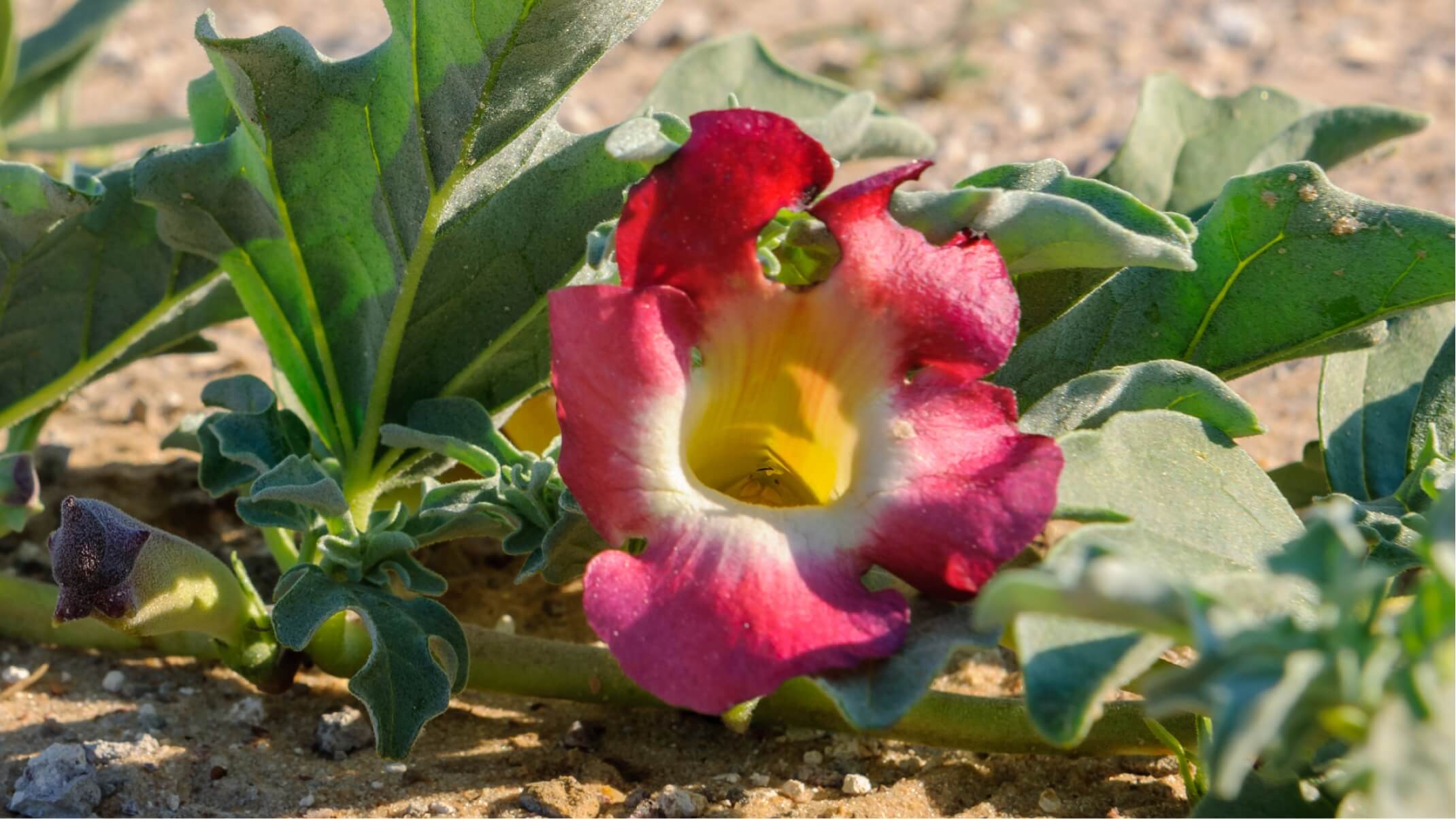 harpagophytum ses bienfaits sur les articulations