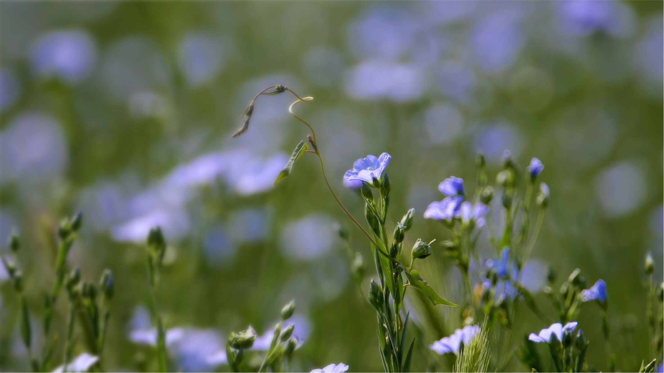 les bienfaits de huile de lin