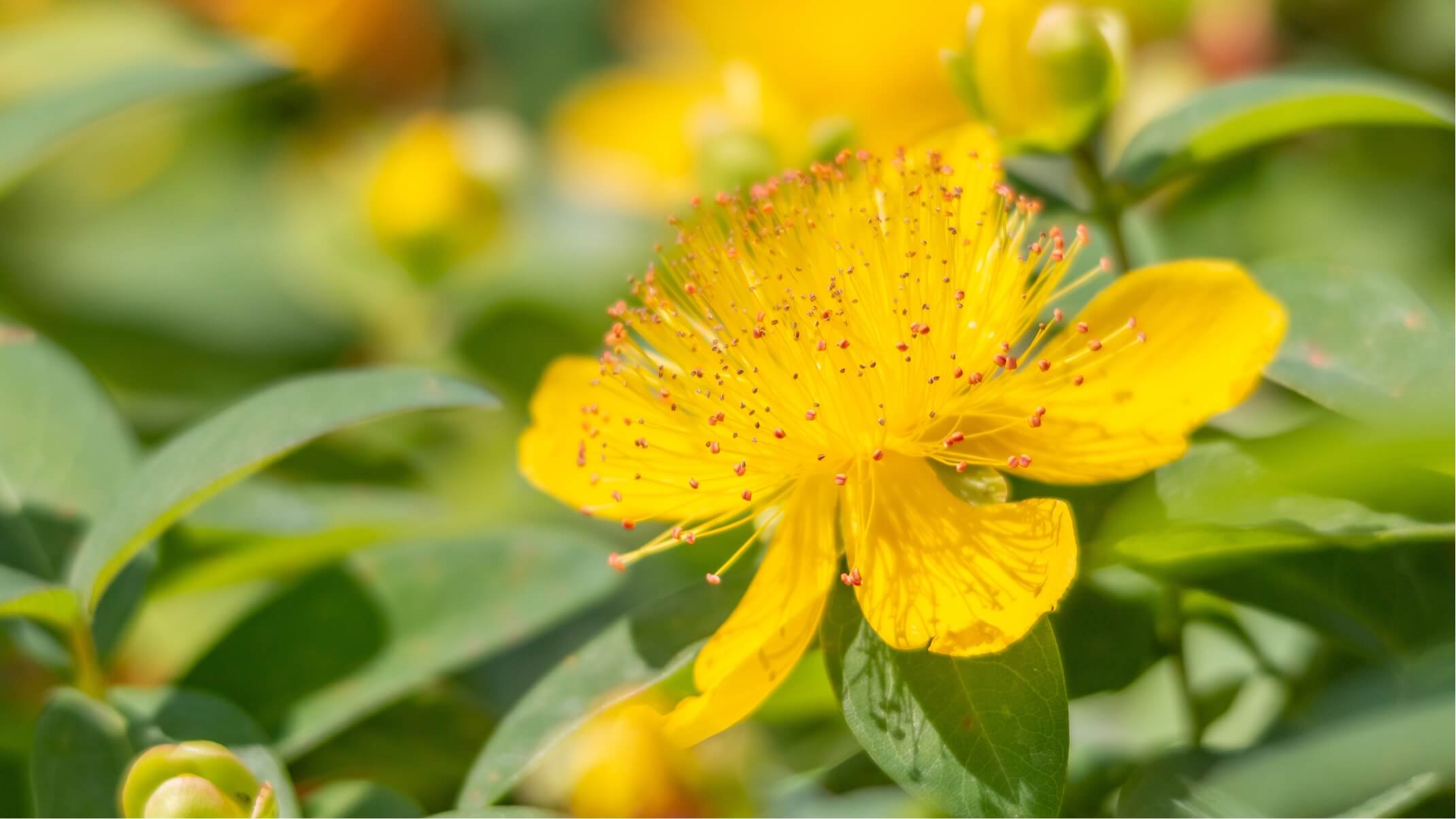 la melatonine horloge biologique sommeil posologie et contre indications