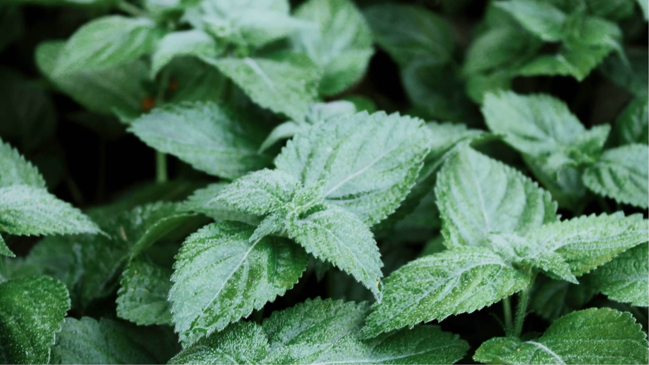 melisse bienfaits et contre indications