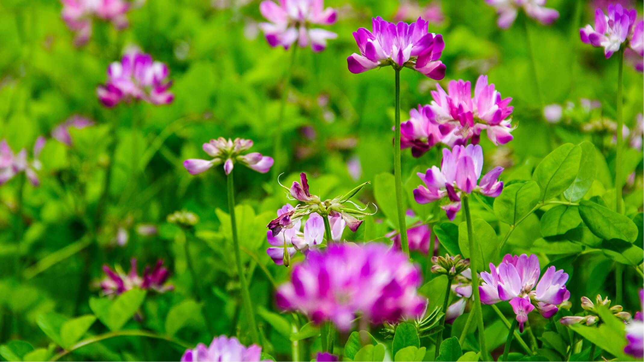 plantes adaptogenes bienfaits et specificites