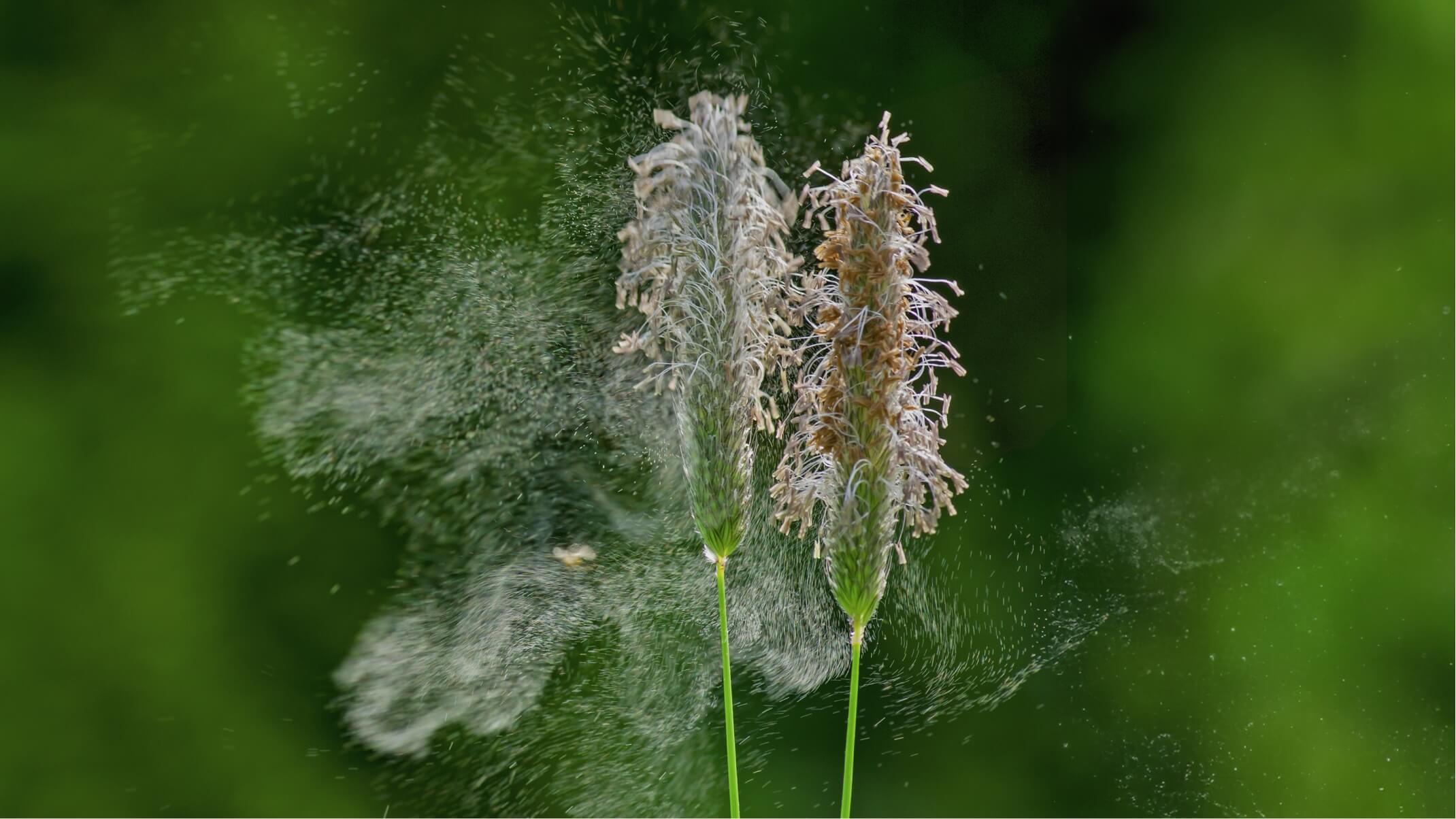reactions au pollen et naturopathie