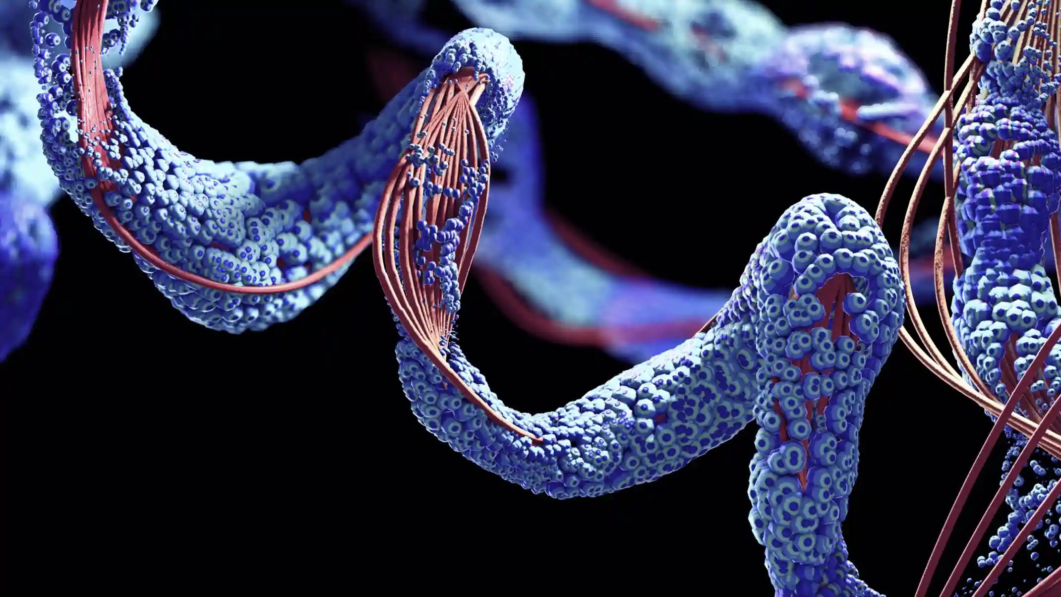 Régime protéiné : efficacité, risques et avis scientifique complet