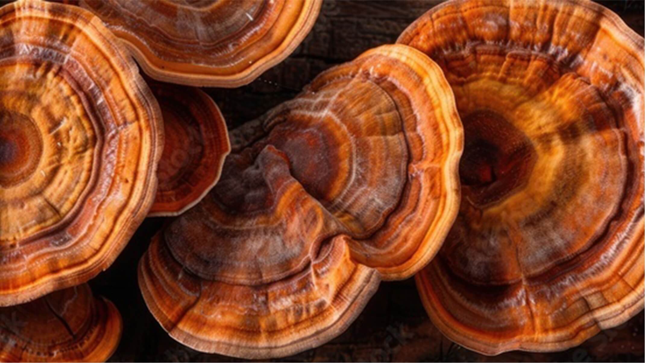 bienfaits du reishi et ses effets secondaires