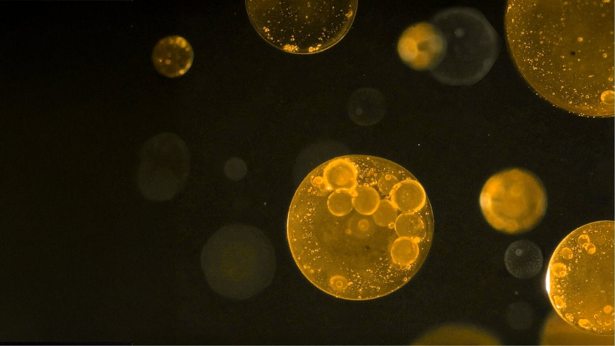 Comment renforcer son système immunitaire naturellement ?