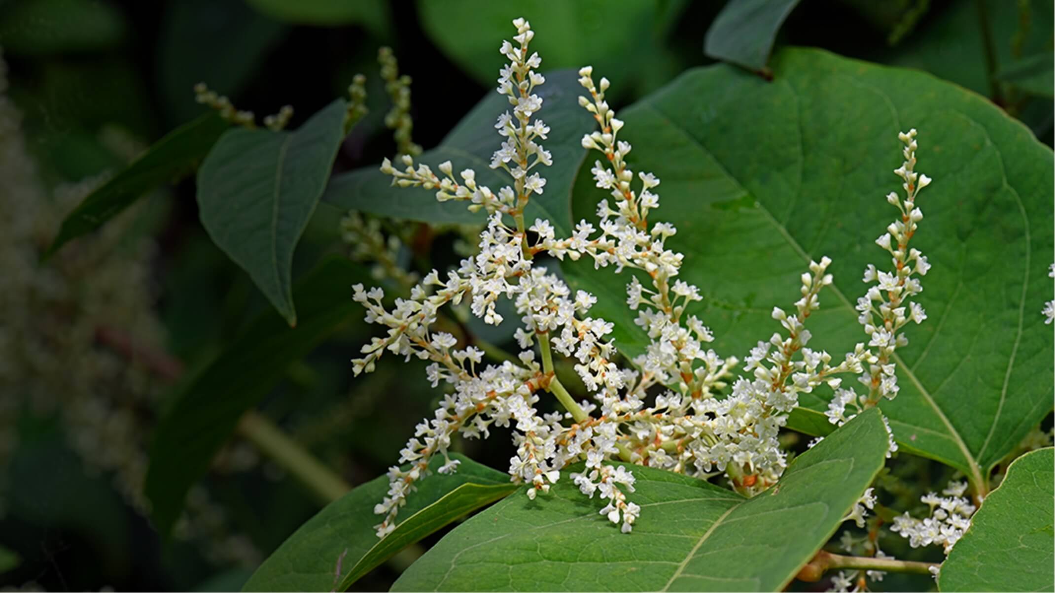 les bienfaits du resveratrol pour la peau