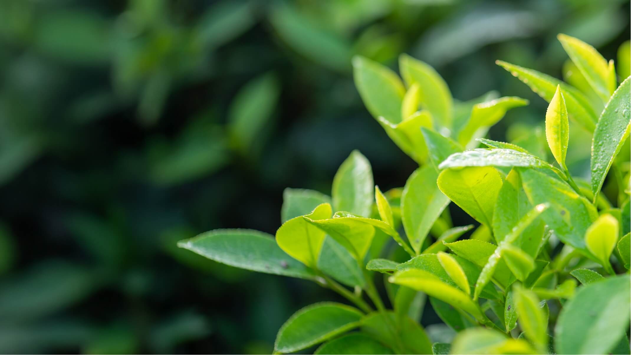 bienfaits theanine et potentiel dangers