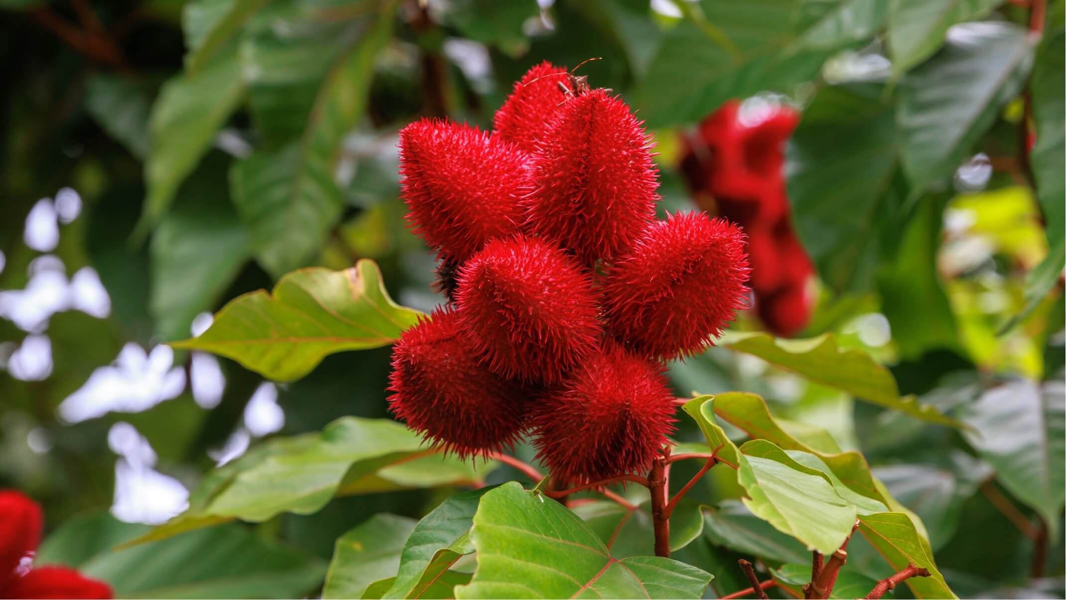 bienfaits de l urucum pour la peau