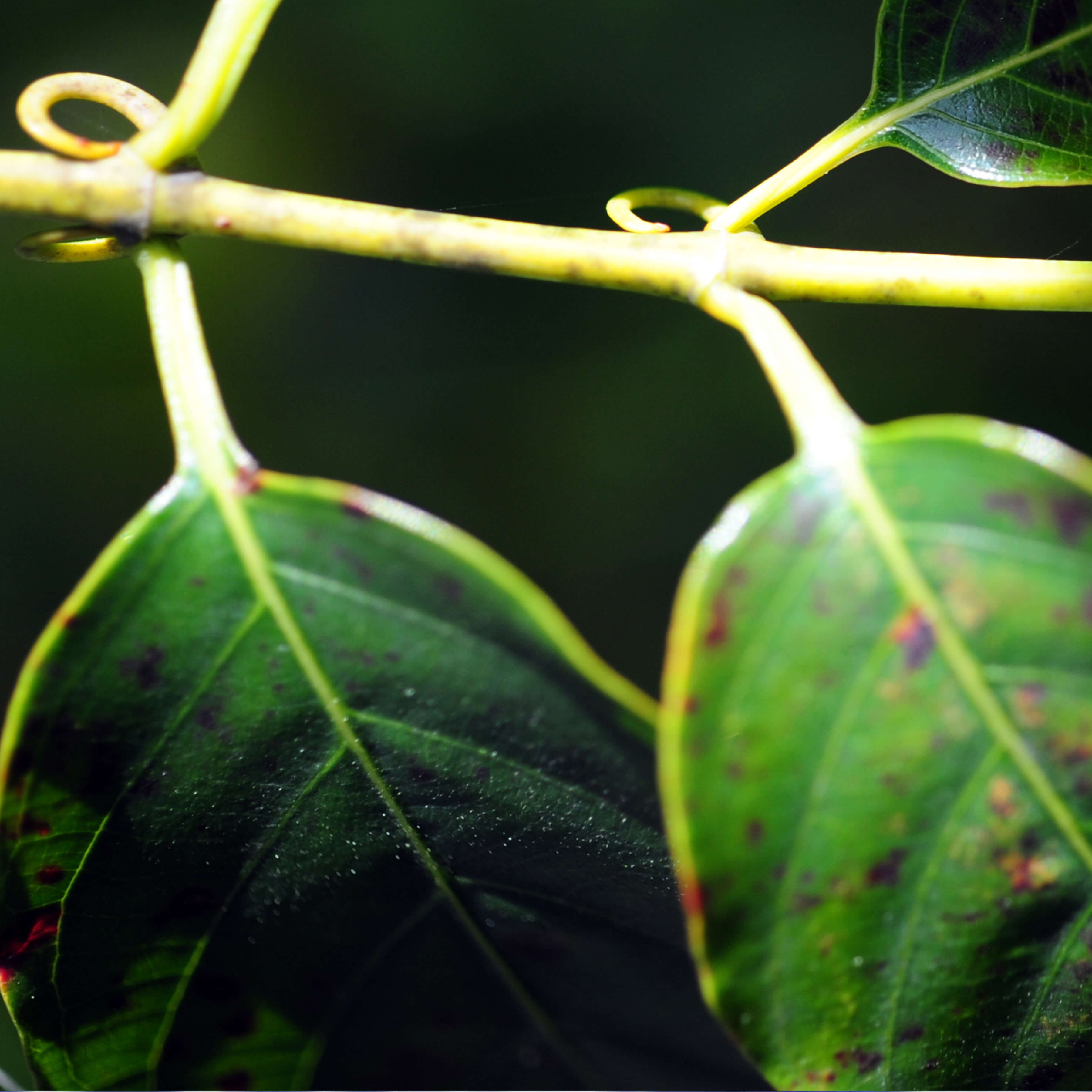 ac 11 image ingredient web