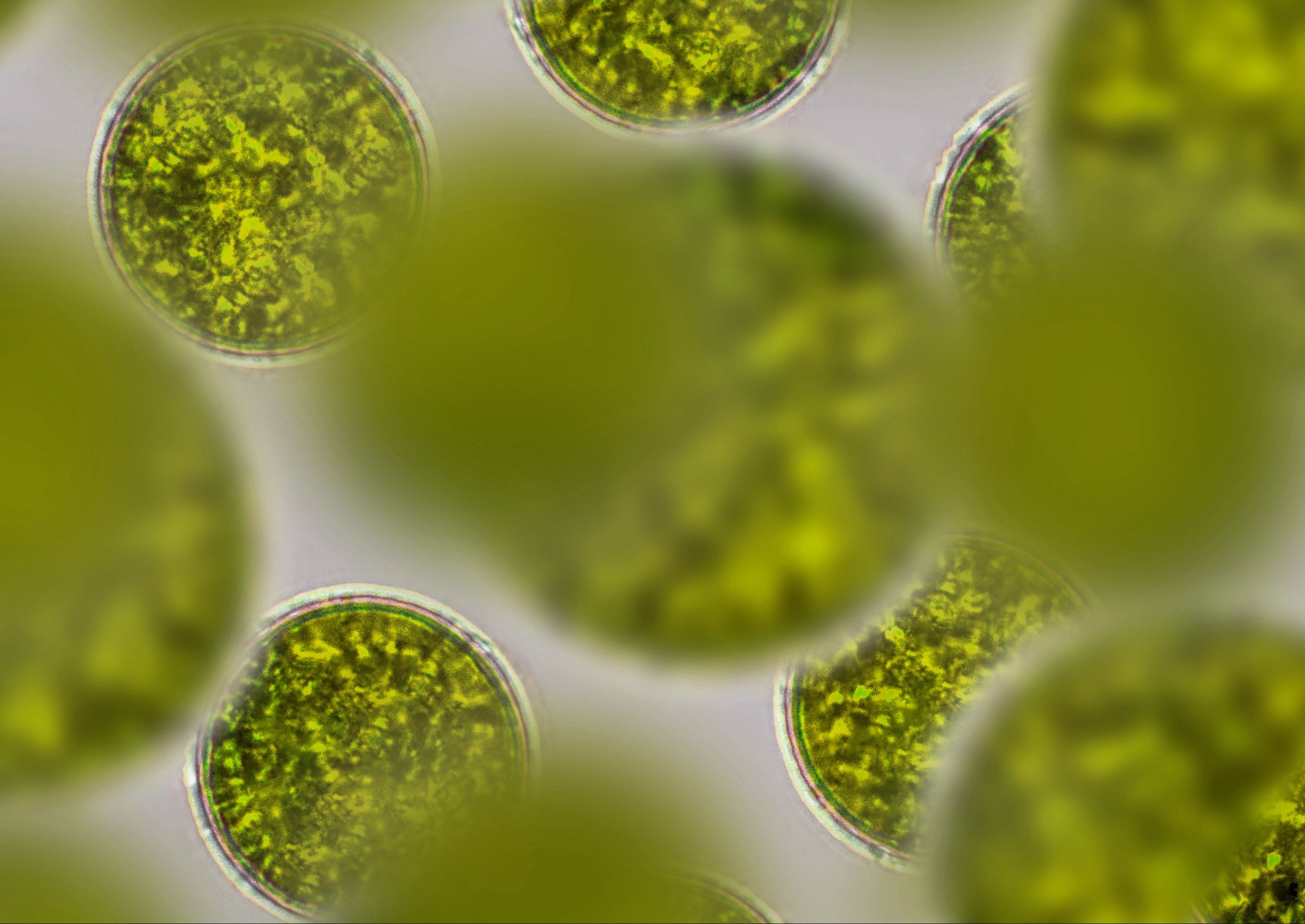 AdobeStock 1301812767