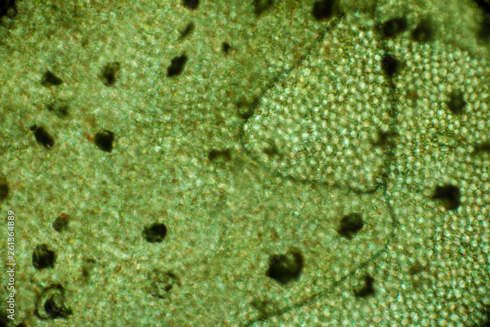 adobestock 261364889 preview