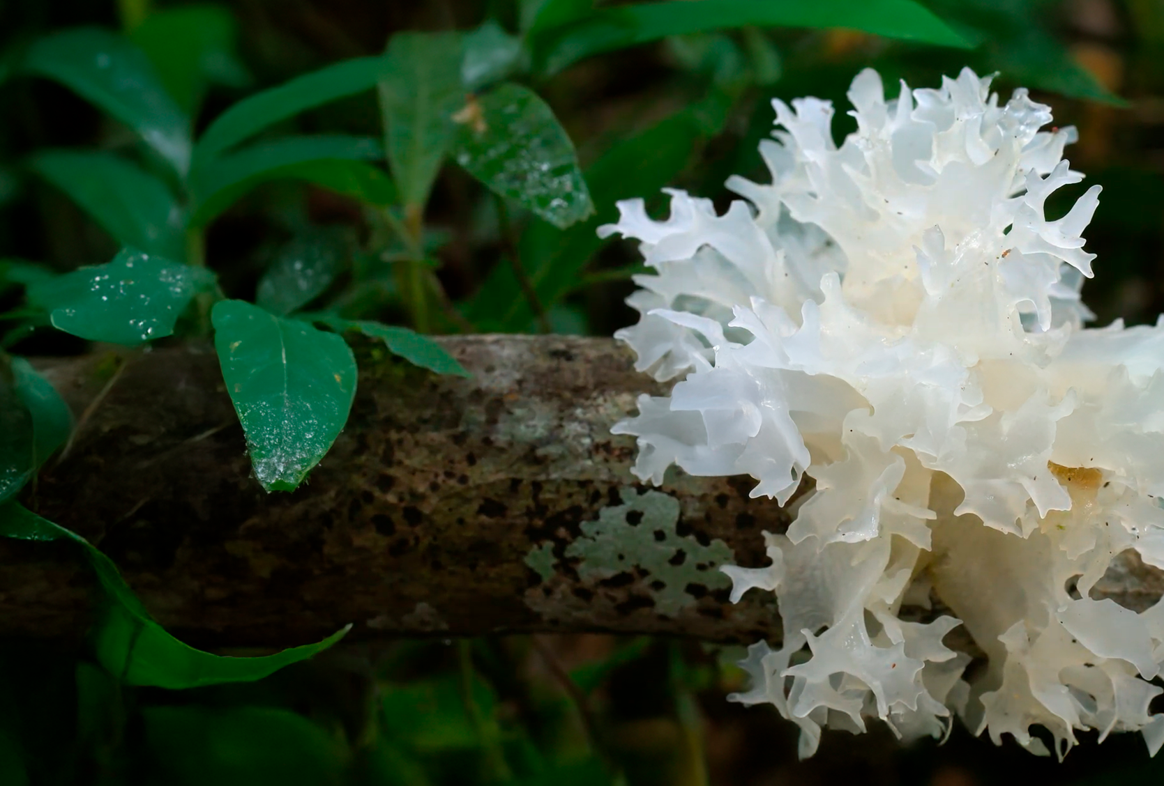 capture d ecran 2025 12 02