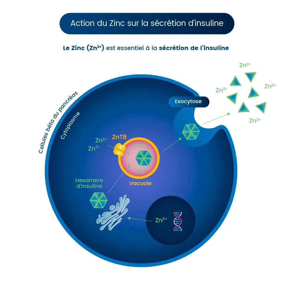 action du zinc sur la sécrétion d'insuline