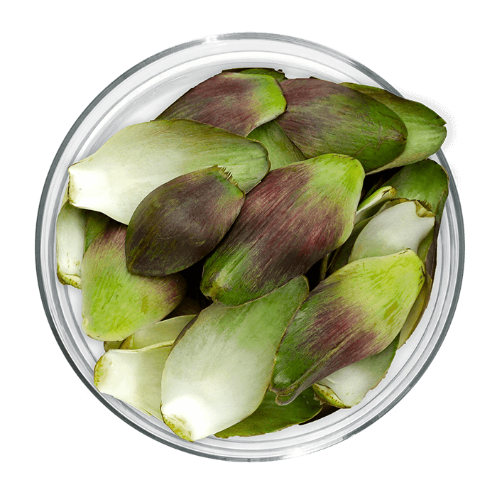 artichaut image matiere