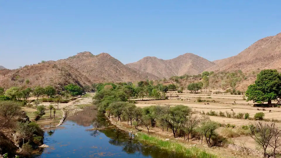 Racine ashwagandha ginseng indien