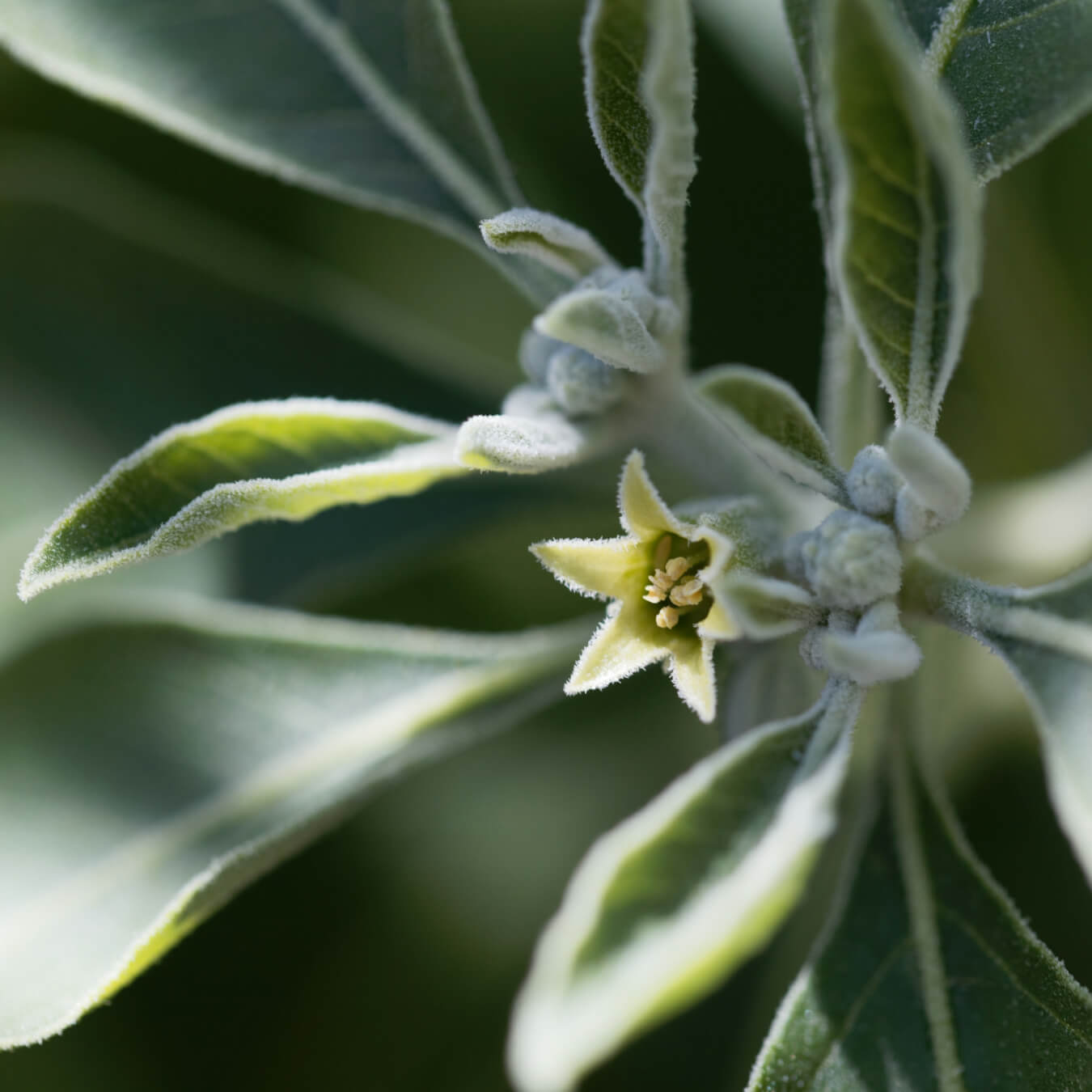 ashwagandha image ingredient