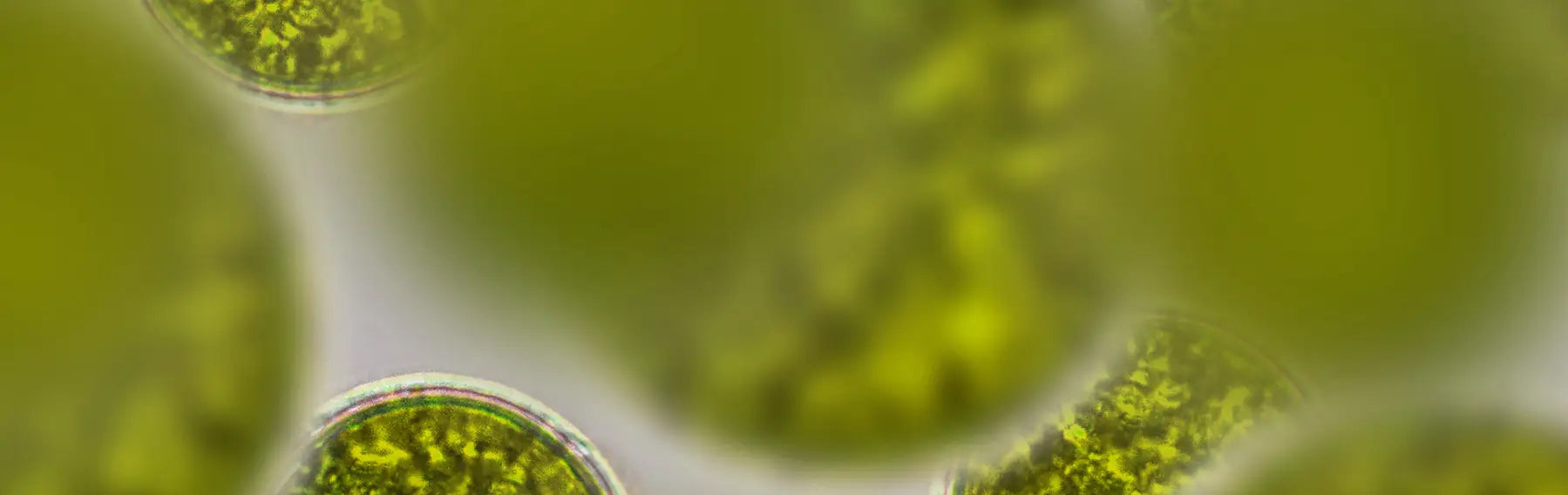 banniere ergothioneine