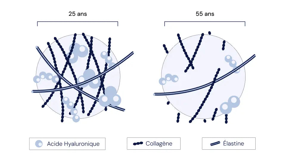 collagene acide hyaluronique gelule