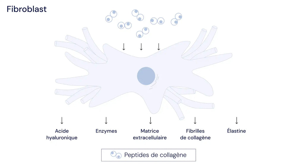 collagene articulations