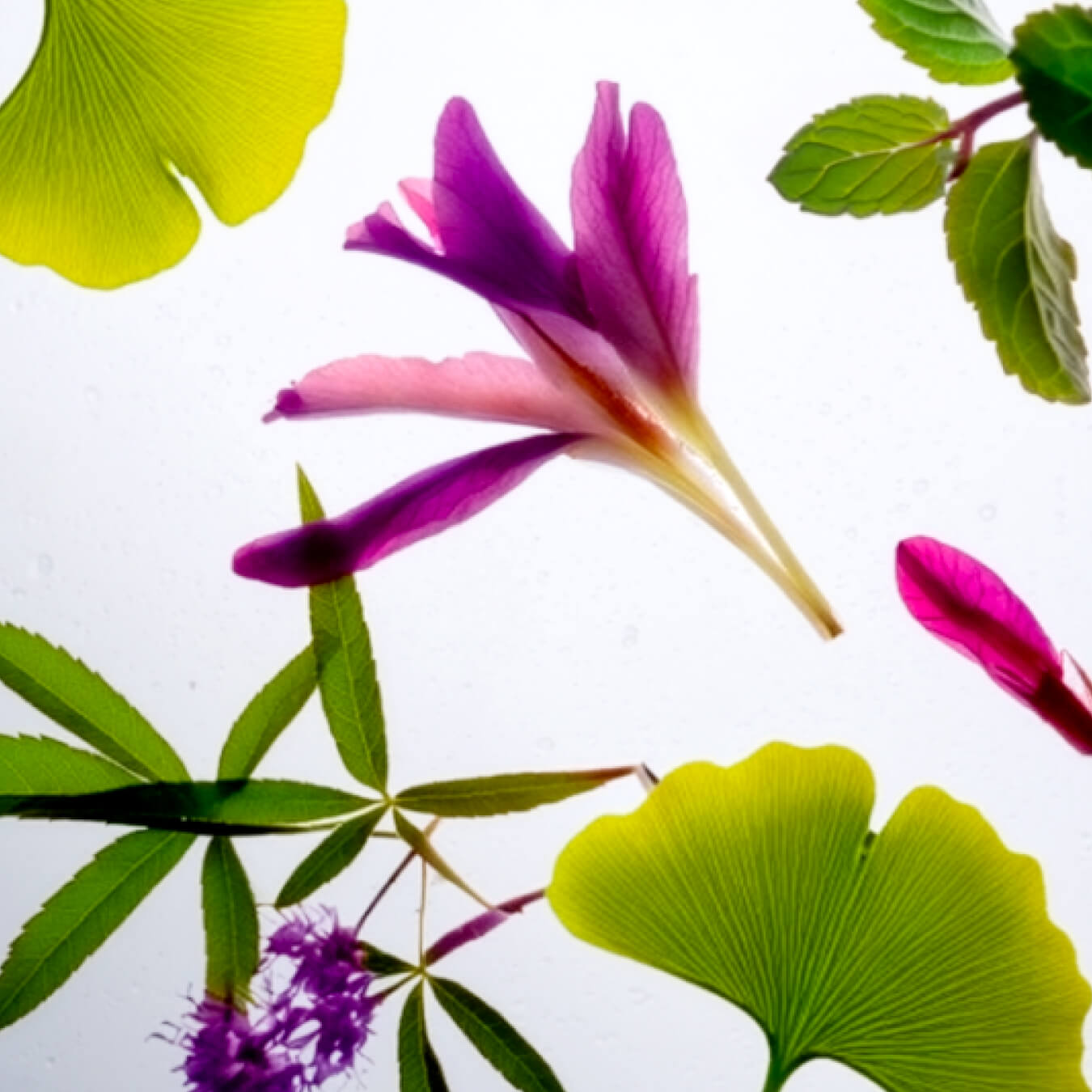 complexe spm image ingredient