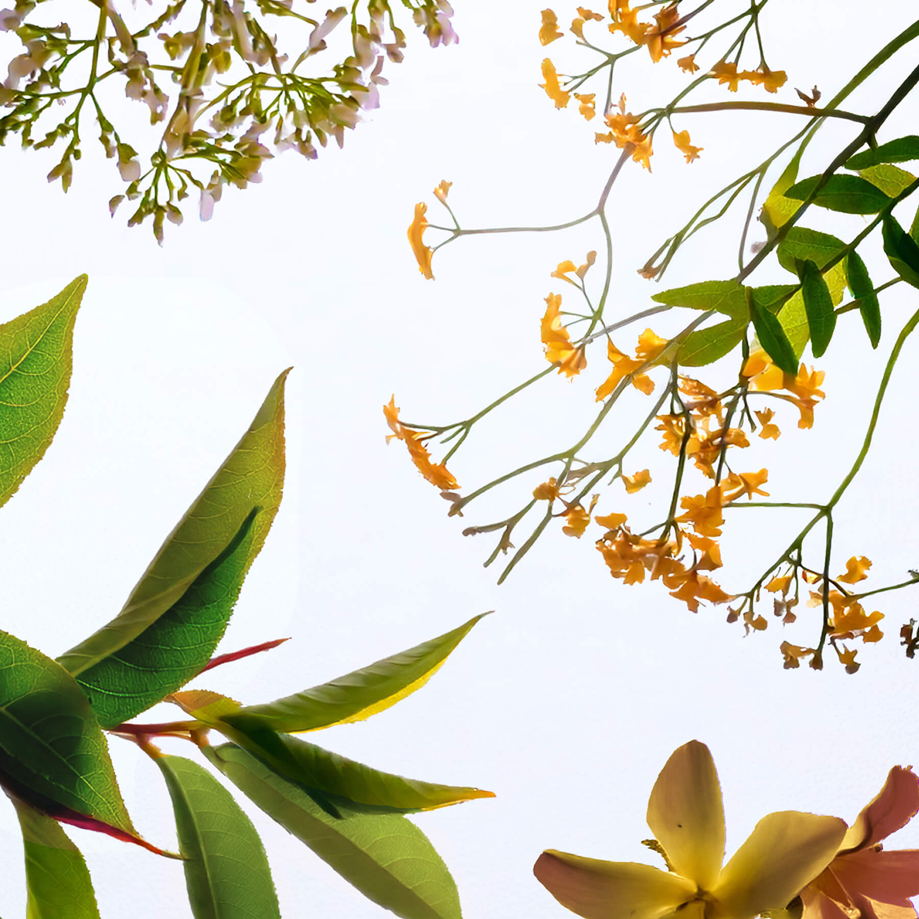 complexe endormissement plantes