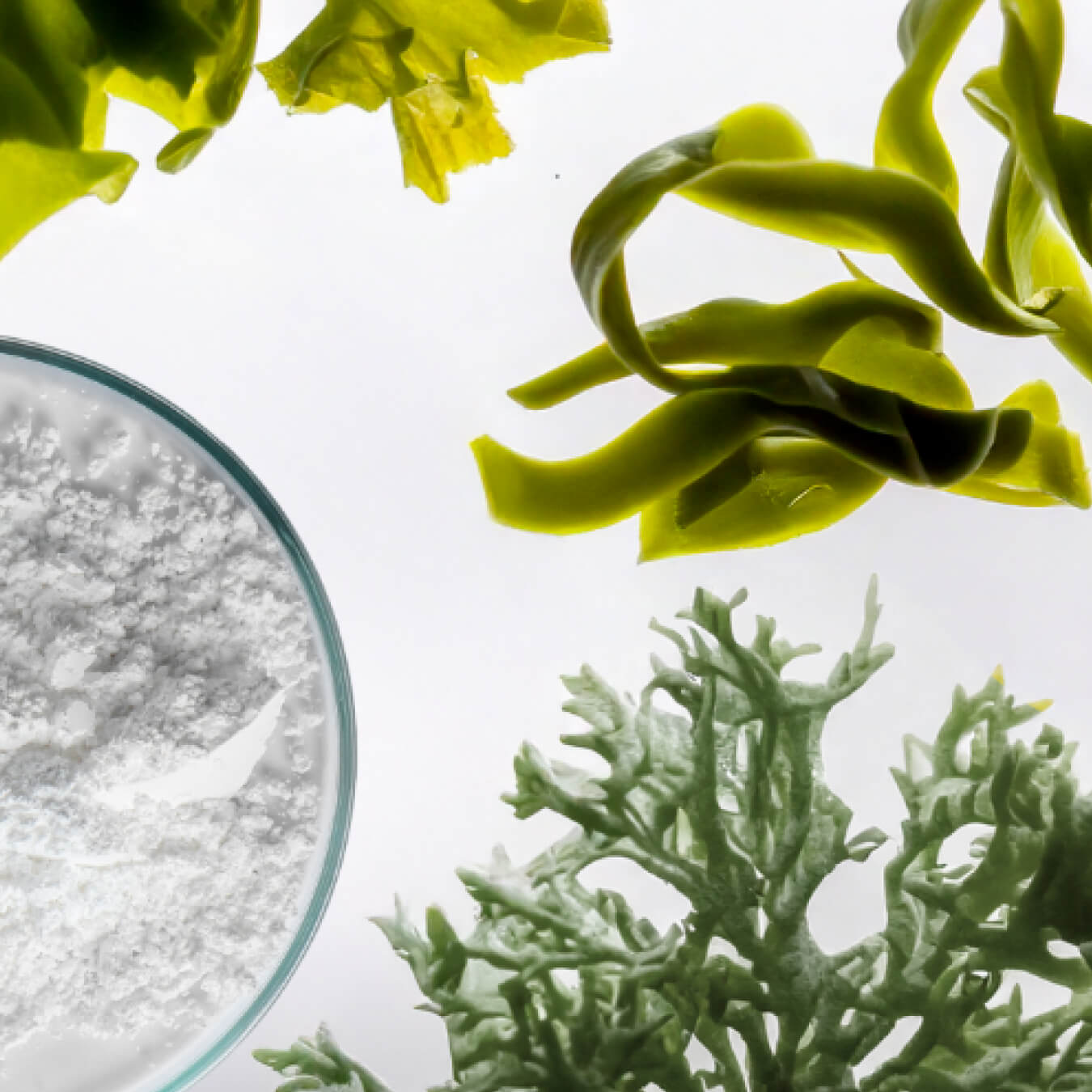 complexe essentiel 3 image ingredient