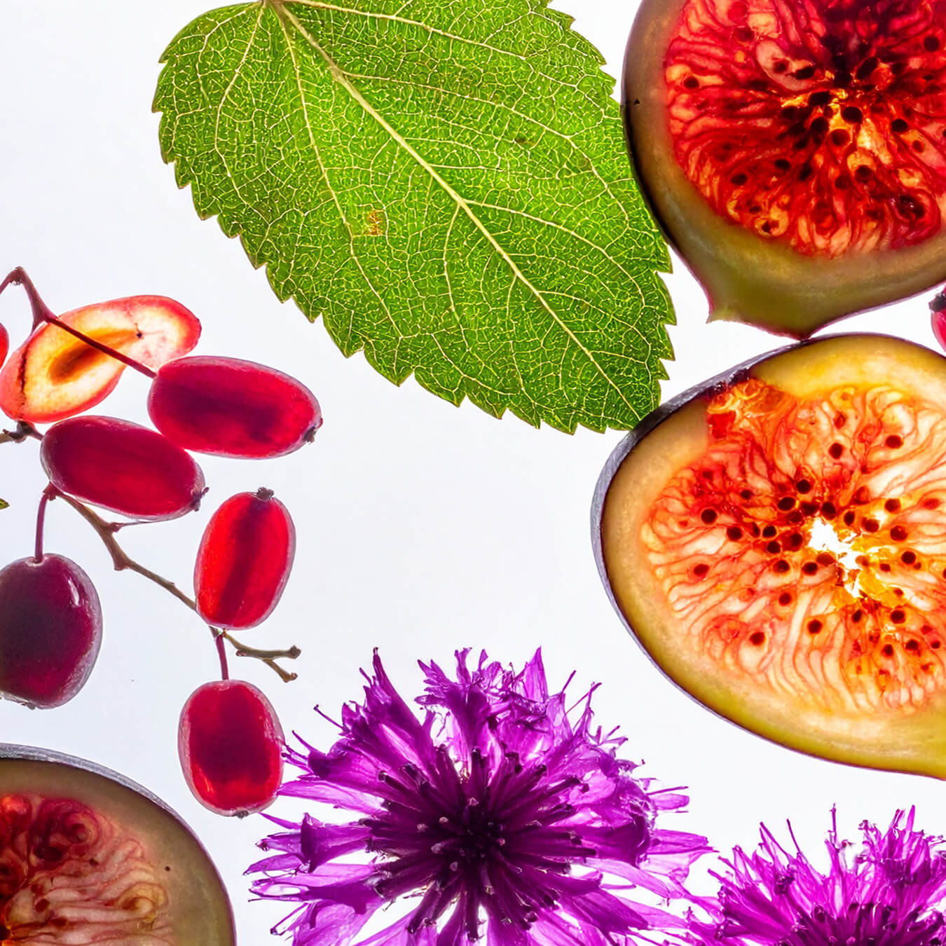 complexe glycemie image ingredient