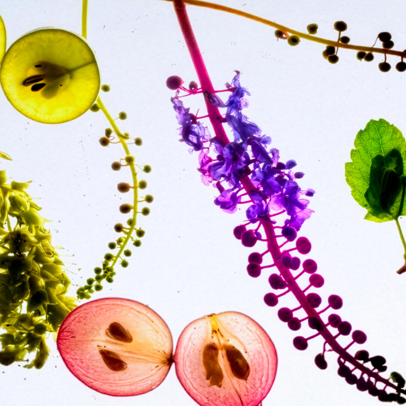 complexe menopause image ingredient