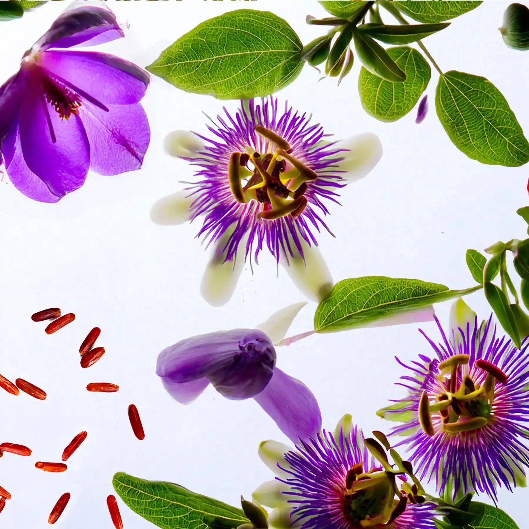 complexe nrem image ingredient