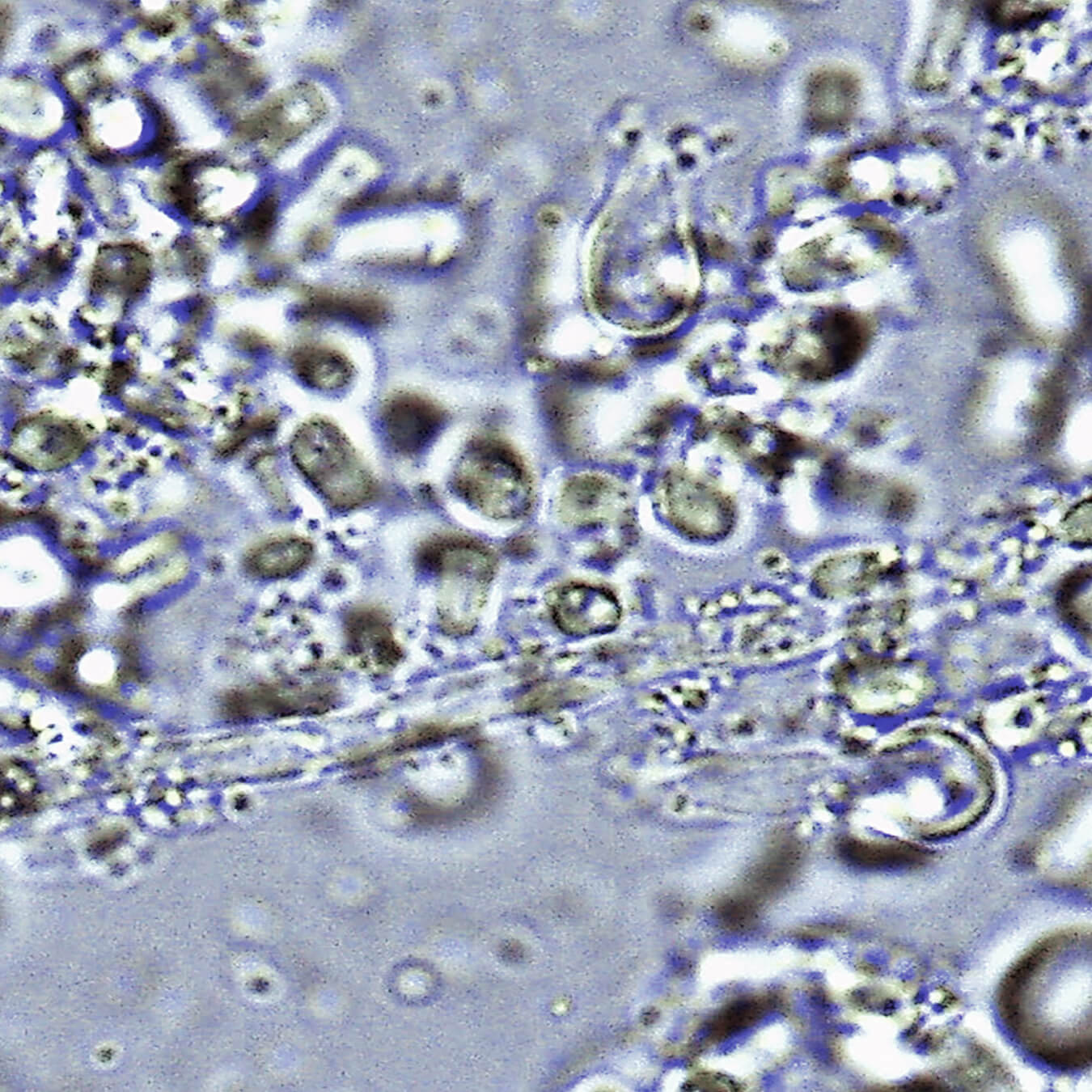 complexe postbio 3 image ingredient