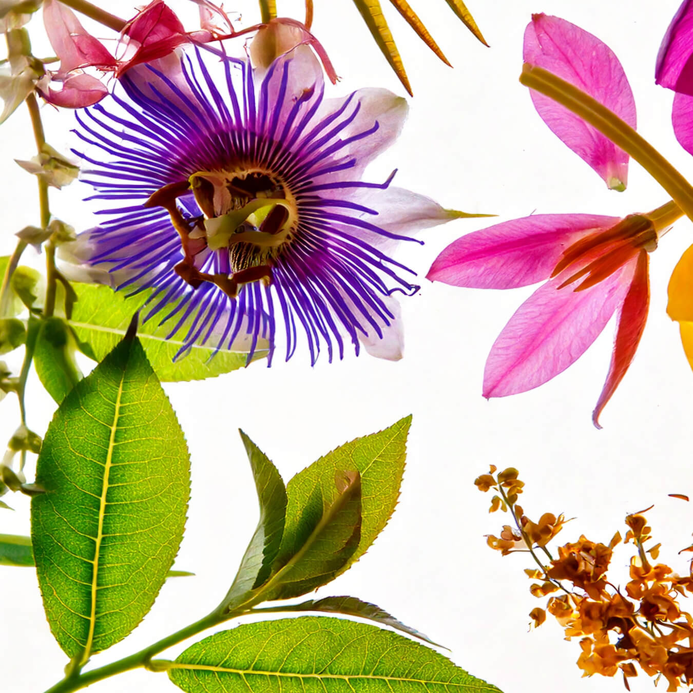 complexe stress image ingredient