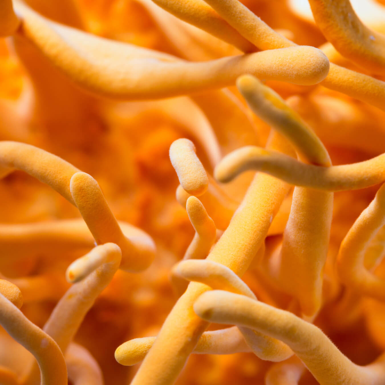 cordyceps image ingredient