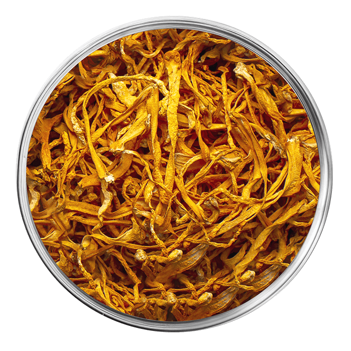 cordyceps image matiere